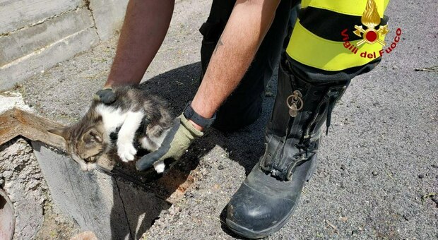 Gatto prigioniero di un tombino: per salvarlo utilizzata una termocamera dopo l'allarme dato da un passante