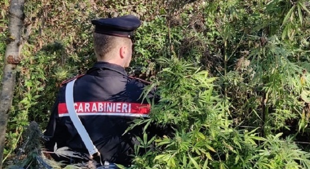 Piantagione di marijuana lungo il fiume Piave, un cacciatore insospettito avvisa i carabinieri: obbligo di firma per un 57enne