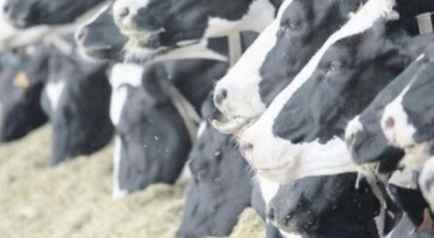 Produttori in ginocchio: «Il latte lo buttiamo o lo diamo ai maiali»