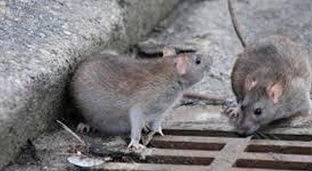 Roma, i topi snobbano l’amatriciana: le trappole fanno flop