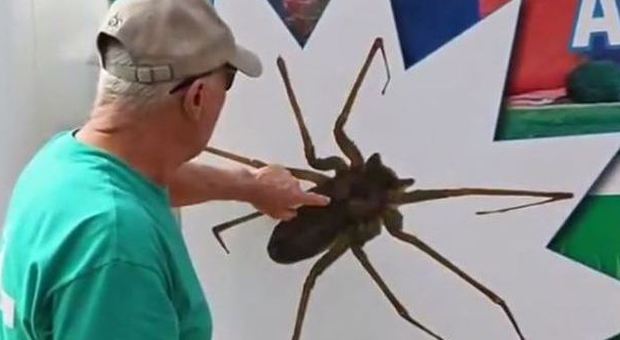 Usa, casa invasa da migliaia di ragni velenosi: famiglia costretta alla fuga