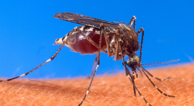Arrivano le zanzare: come evitare il rischio di pericolose malattie