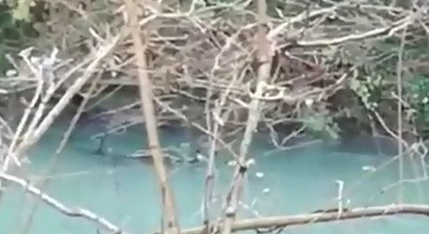 Due lontre riprese in un video nell'oasi Wwf nel Salernitano