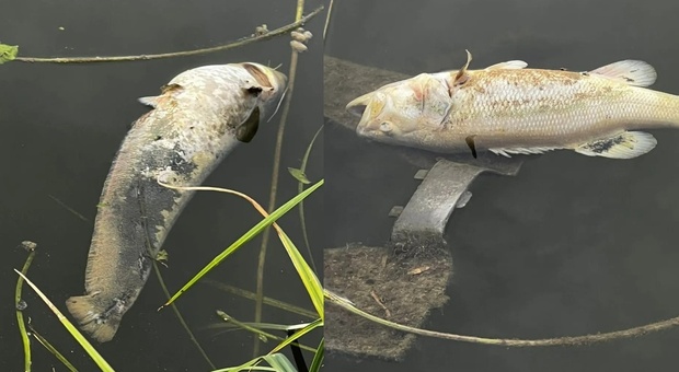Scarico inquinante nell'idrovia, muoiono siluri, carpe e persici trota: gara di pesca annullata