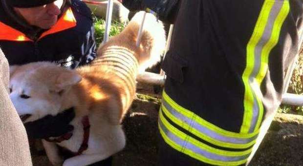 Incastrato nella ringhiera del parco: il cane Ariel salvato dai vigili del fuoco di Sesto -Guarda