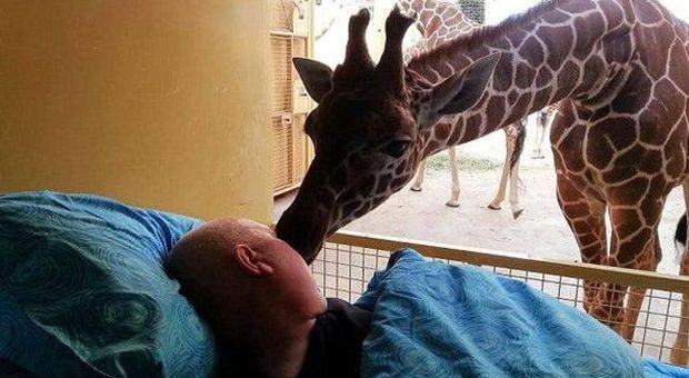 La giraffa bacia l'ex dipendente dello zoo morente