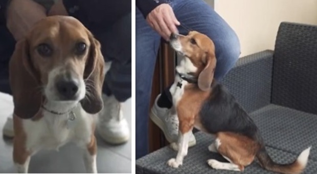 Jordan, il beagle salvato dalla sperimentazione farmaceutica è stato adottato: «Non aveva mai visto la luce, aveva paura di tutto»