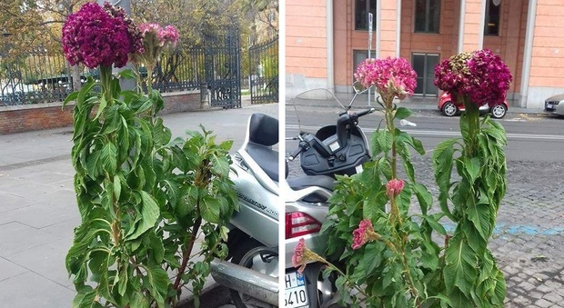 Roma, sorpresa a piazza Vittorio: tra i sampietrini spunta una pianta tropicale alta oltre un metro