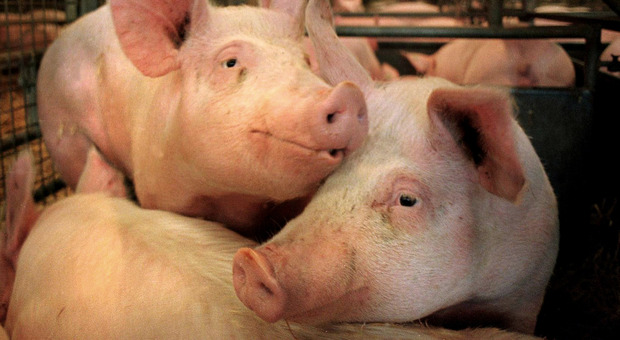 Senigallia, maiali uccisi a martellate nell'allevamento: partito il processo, animalisti parte civile