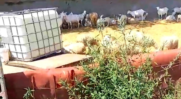 Pecore e agnelli in attesa di essere macellati, nei giorni scorsi, in una struttura rodigina