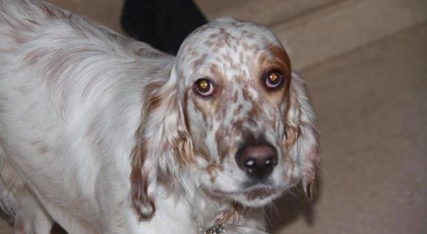 Il cane Skipper rapito a Venezia, ritrovato a Chiasso 36 ore dopo: salvo anche grazie a Fb