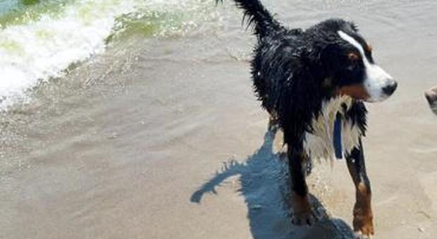Senza guinzaglio in spiaggia, cane spaventa famiglia con bambino