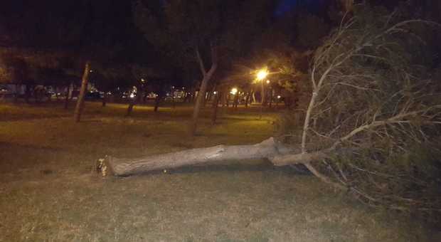 Porto San Giorgio, si schianta a terra un albero nella pinetina