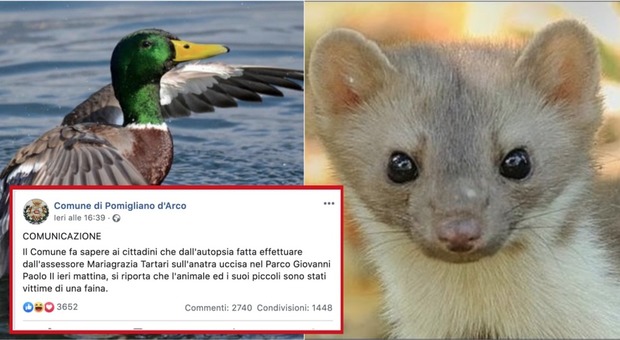 «Autopsia sull'anatra, è stata la faina», il post su Facebook del comune di Pomigliano d'Arco scatena i social: «Legittima difesa?»