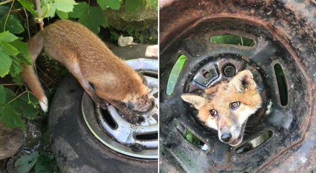 La volpe resta incastrata con la testa in una ruota, salvata da vigili del fuoco e veterinari