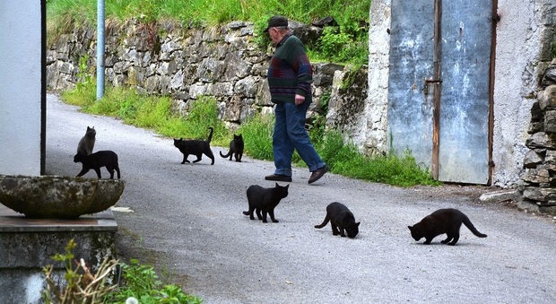 Giuseppe Mugherli coi suoi gatti