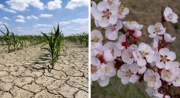 Siccità e caldo da record, allarme in agricoltura: le gelate possono distruggere le fioriture anticpate