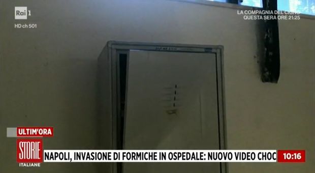 immagine Non solo formiche, all'Ospedale San Giovanni Bosco estintori rotti e buchi nei muri.

 