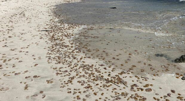 Salento, meduse spiaggiate sulla costa: colpa delle mareggiate e del cambiamento climatico