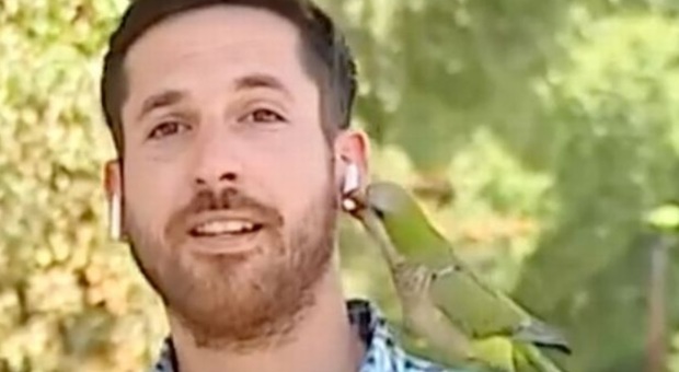 Giornalista parla del crimine in aumento, pappagallo gli scippa l'auricolare in diretta: video