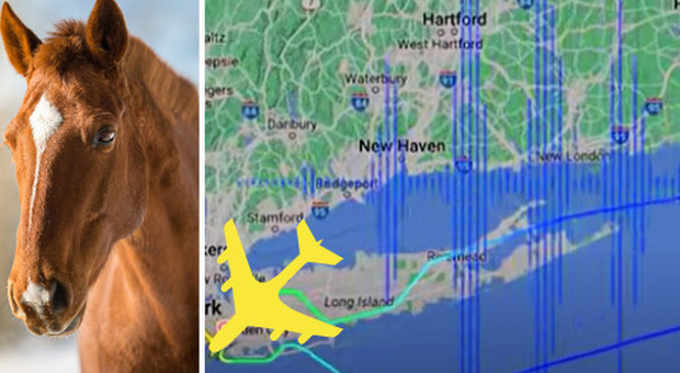 Un cavallo fugge a bordo di un aereo da New York, il pilota costretto a tornare indietro: la registrazione è virale