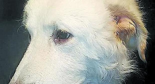 Orso, il cane senzatetto sopravvissuto all'incendio del Faito