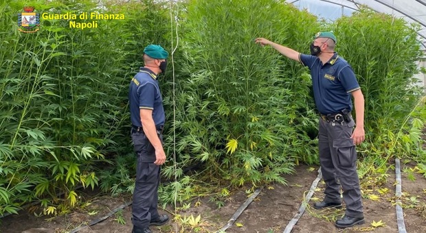 Blitz il Napoletano e Scafati: sequestro di 400 piante di marijuana