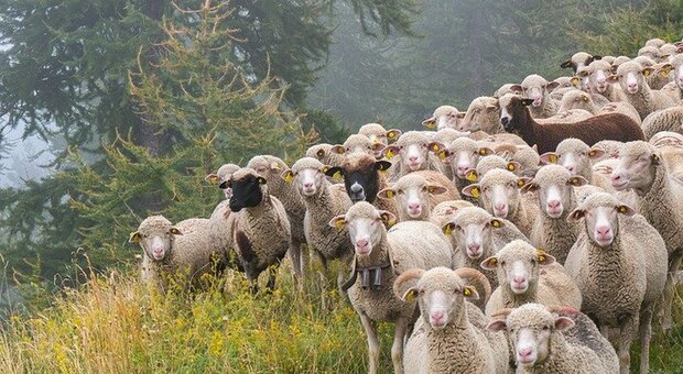 Gregge di pecore mangia 100 kg di marijuana. Il pastore: «Avevo notato un comportamento strano...»