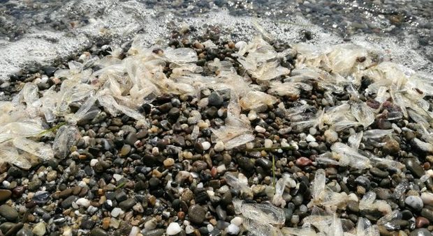 L'acqua del Cilento ribolle, invasione di meduse velelle velelle sul litorale