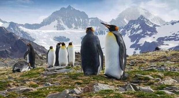 Pinguino fotografato da solo a 3mila chilometri di distanza dal suo habitat: la scoperta in Nuova Zalanda