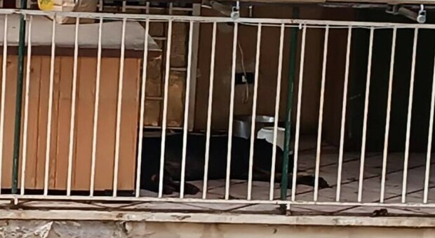 Roma, a Don Bosco due cani tenuti per mesi sui balconi: ora sono liberi