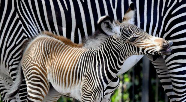 Bioparco di Roma, nata una piccola zebra: la sua specia Grevy è a rischio estinzione