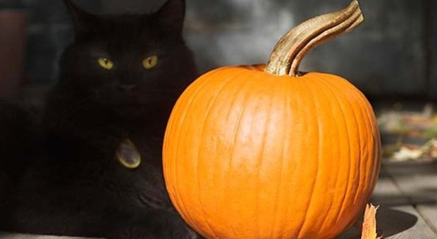 Strage di gatti neri per Halloween: «Ci fanno i riti satanici, attenti al vostro»