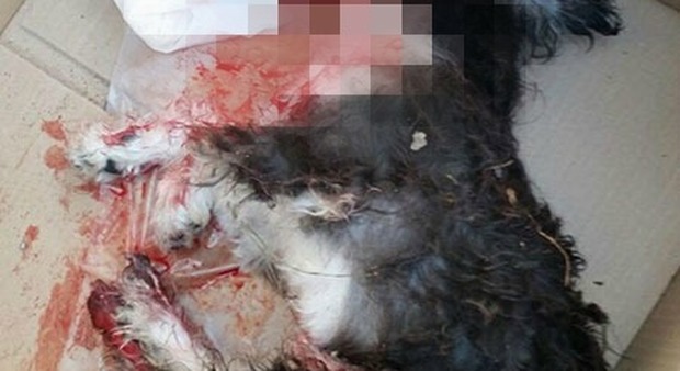 Salerno: cagnolina uccisa a calci Il questore vieta il sit in sotto casa del killer