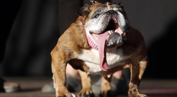 Il cane più brutto del mondo è una femmina di bulldog: Zsa Zsa si aggiudica l'edizione 2018