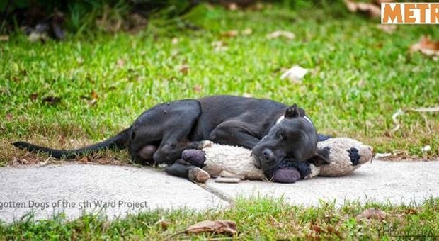Il cane randagio dorme insieme al suo orsacchitto: la foto commuove il web