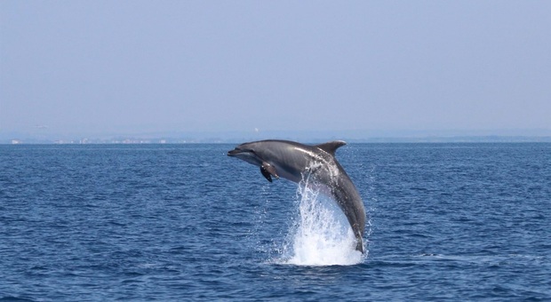 Altri tre delfini trovati spiaggiati. L'allarme lanciato da Arpat: «14 solo nell'ultimo mese»