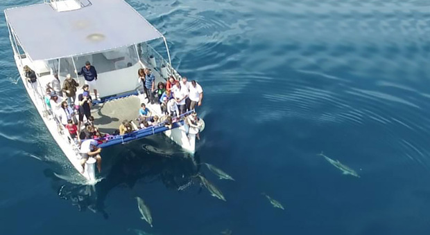 I catamarani della Jonian Dolphin Conservation nel Biotours: alla ricerca dei delfini per un turismo sostenibile