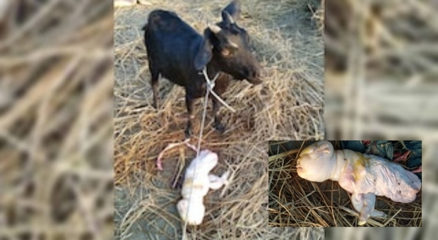 Le incredibili immagini del cucciolo di capra appena nato (immagini diffuse da India Today e ZEE Hindustan)