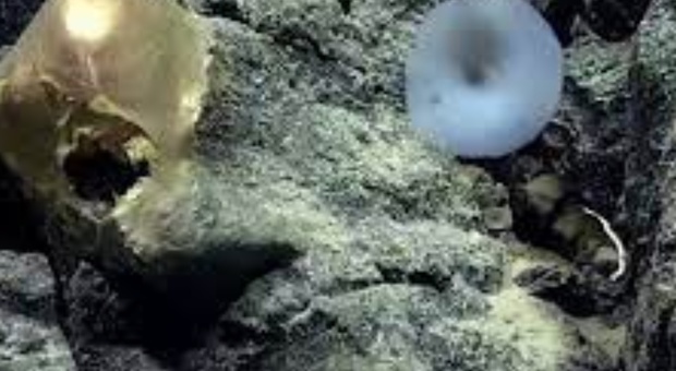Uovo dorato misterioso trovato sul fondo dell'Oceano, i ricercatori: «Qualcosa ha cercato di entrare, o di uscire»