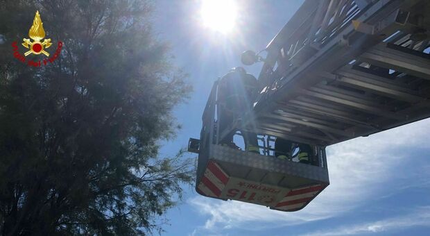 Pappagallo fugge da un'abitazione e vola su un albero, recuperato dai vigili del fuoco a Marina Palmense