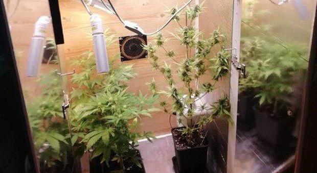 Carabinieri in casa per un furto, ma scoprono la serra di marijuana dell'inquilino