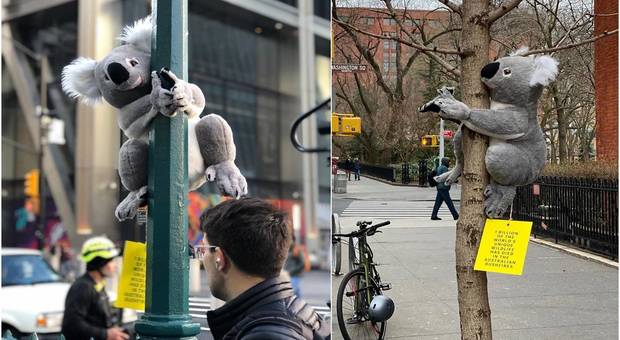 Invasione di koala a New York: i peluche sugli alberi per raccogliere fondi per l'Australia
