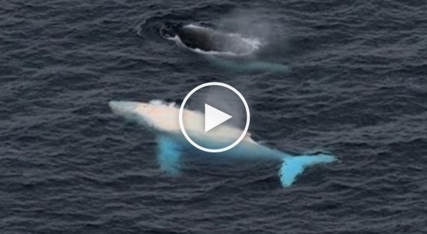 Avvistata di nuovo la balena albina che ha fatto impazzire il mondo