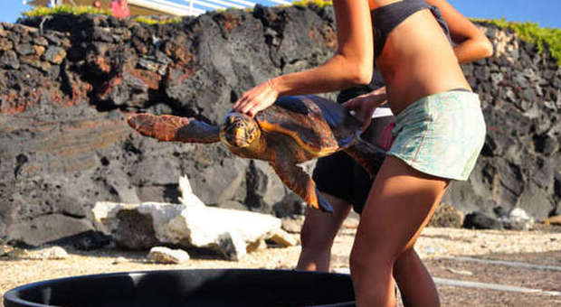 Linosa, paradiso delle tartarughe marine: appello per salvare il centro che le protegge
