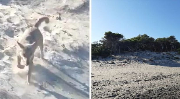 Catturato il lupo che aveva aggredito una bimba in spiaggia: andrà in una riserva