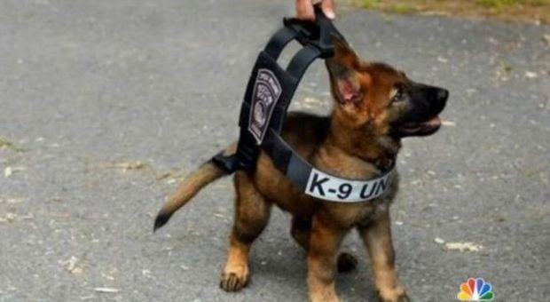 Campagna benefica della polizia di Boston, cucciolo-mascotte intenerisce il web