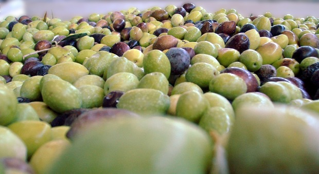 Olive che passione: proteggono il cuore e prevengono il cancro. Ecco tutte le proprietà benefiche di questo frutto