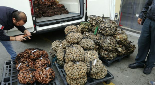 Duecento chili di datteri di mare dalla Croazia: tutti sequestrati