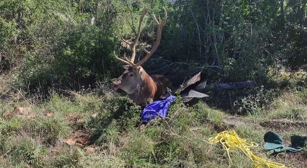 Esemplare di cervo maschio salvato da metri di filo spinato e liberato in area boscata sulle montagne della Duchessa